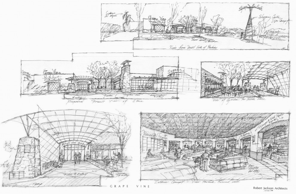Grape Vine Sketch